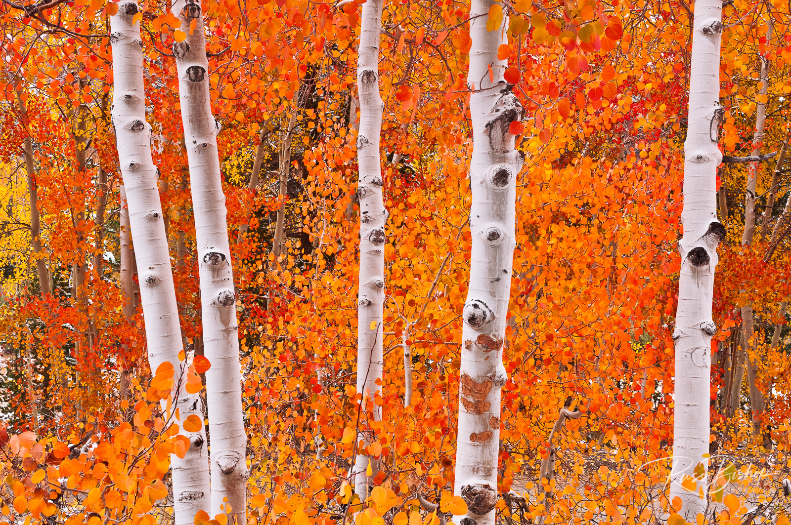 The Art of Seeing. Fresh snow on fall aspens, Inyo National Forest, California