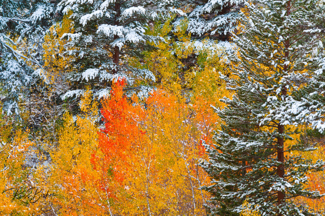 Fresh snow on fall aspens and pines, Inyo National Forest, California USA