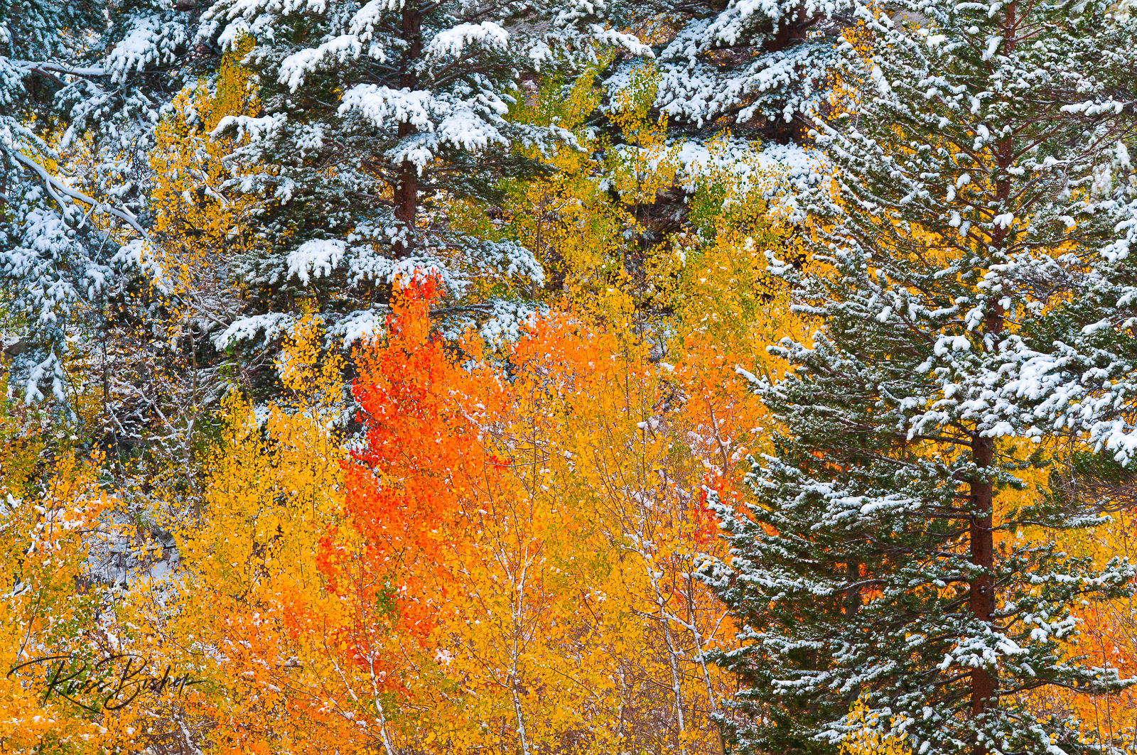 The Latent Image. Fresh snow on fall aspens and pines, Inyo National Forest, Sierra Nevada Mountains, California