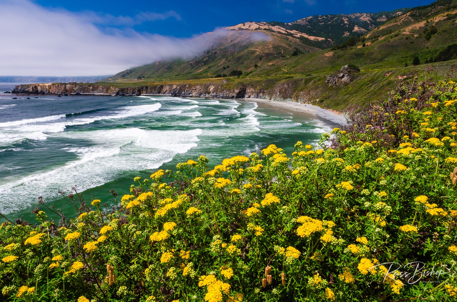 Visual Drama through Leading Lines. Wildflowers above Sand Dollar Beach, Los Padres National Forest, Big Sur, California