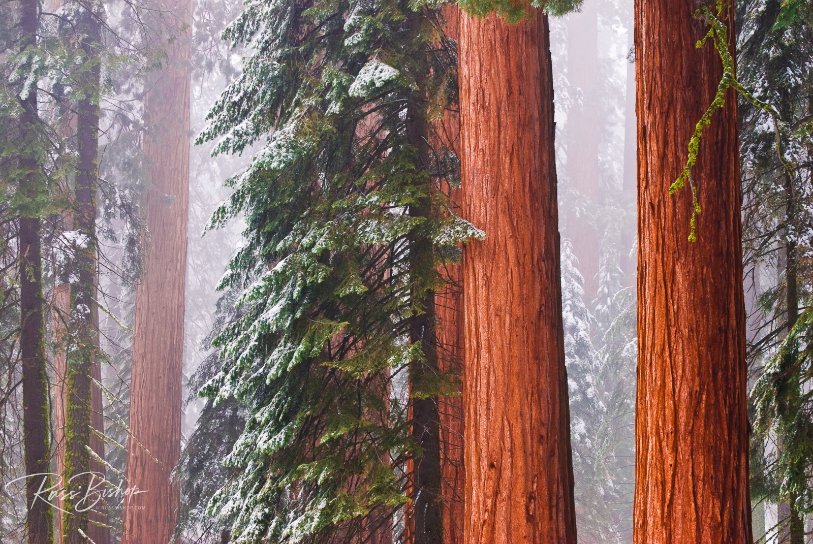 The Forest For The Trees. Giant Sequoia in winter, Giant Forest, Sequoia National Park, California
