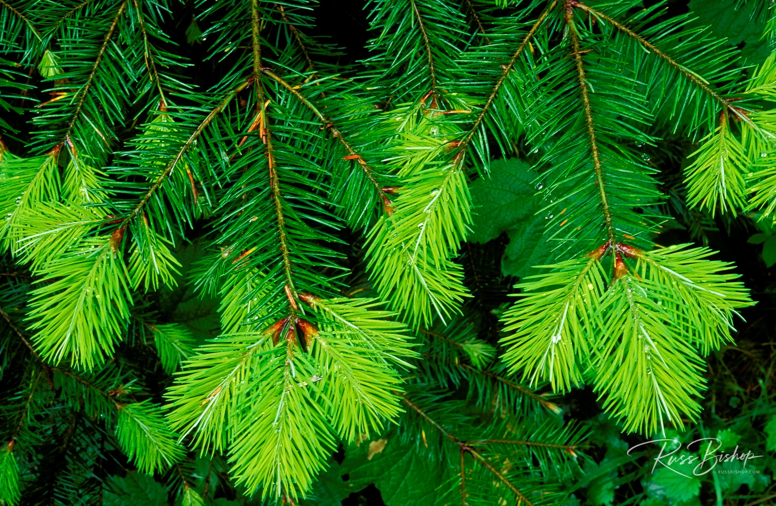 New spring growth on an evergreen branch, Olympic National Park, Washington
