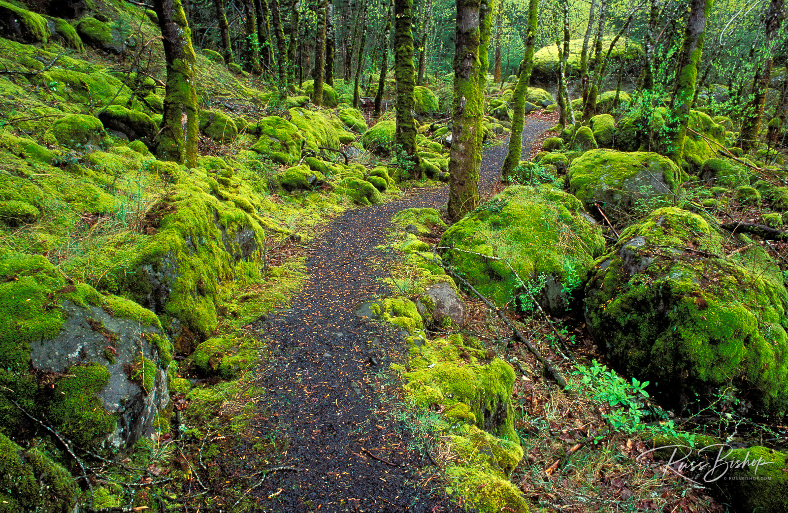 Trail through moss covered forest along the Columbia River, Fort Cascade National Historic Site, Washington