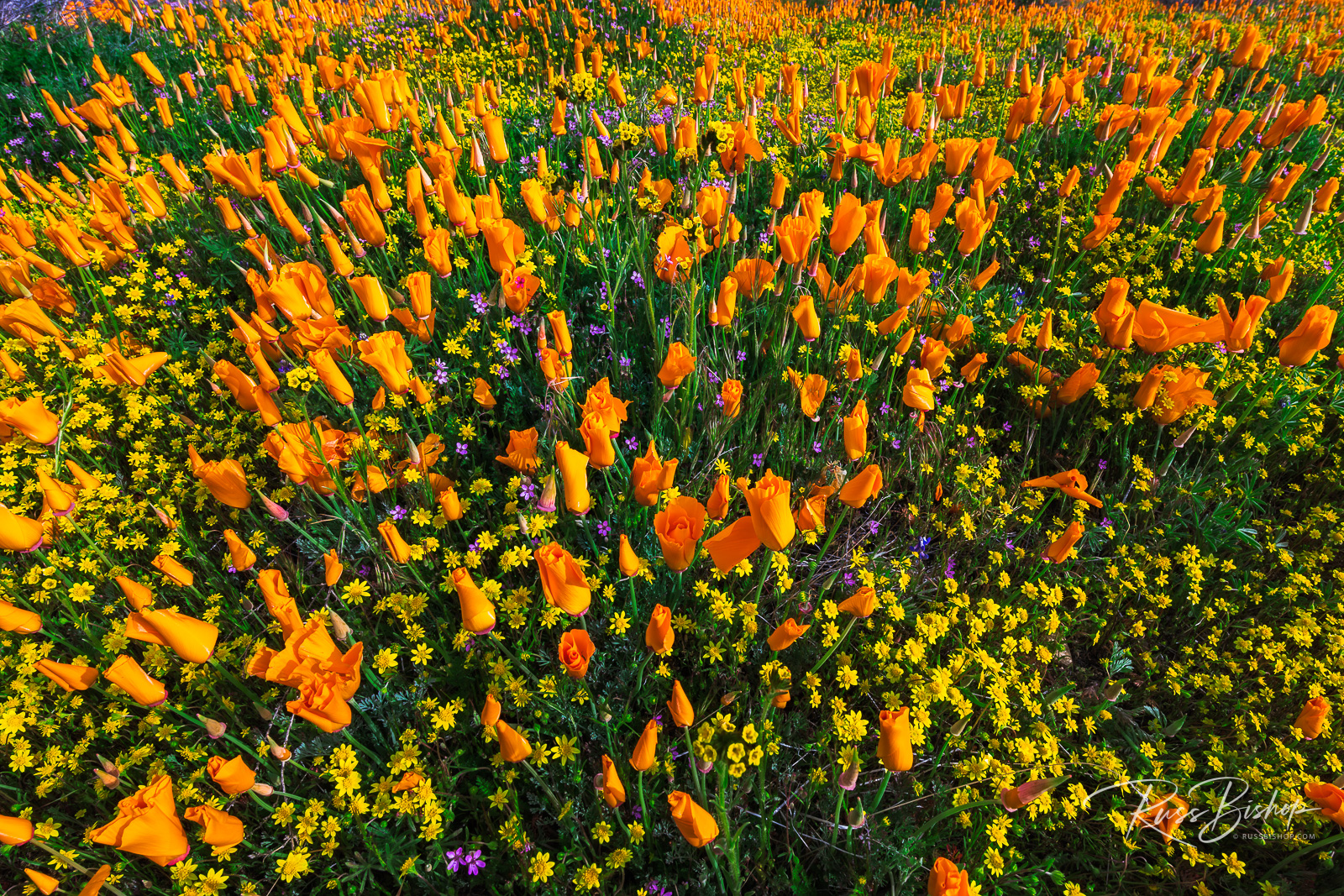 California Poppies and Goldfield, Antelope Valley, California