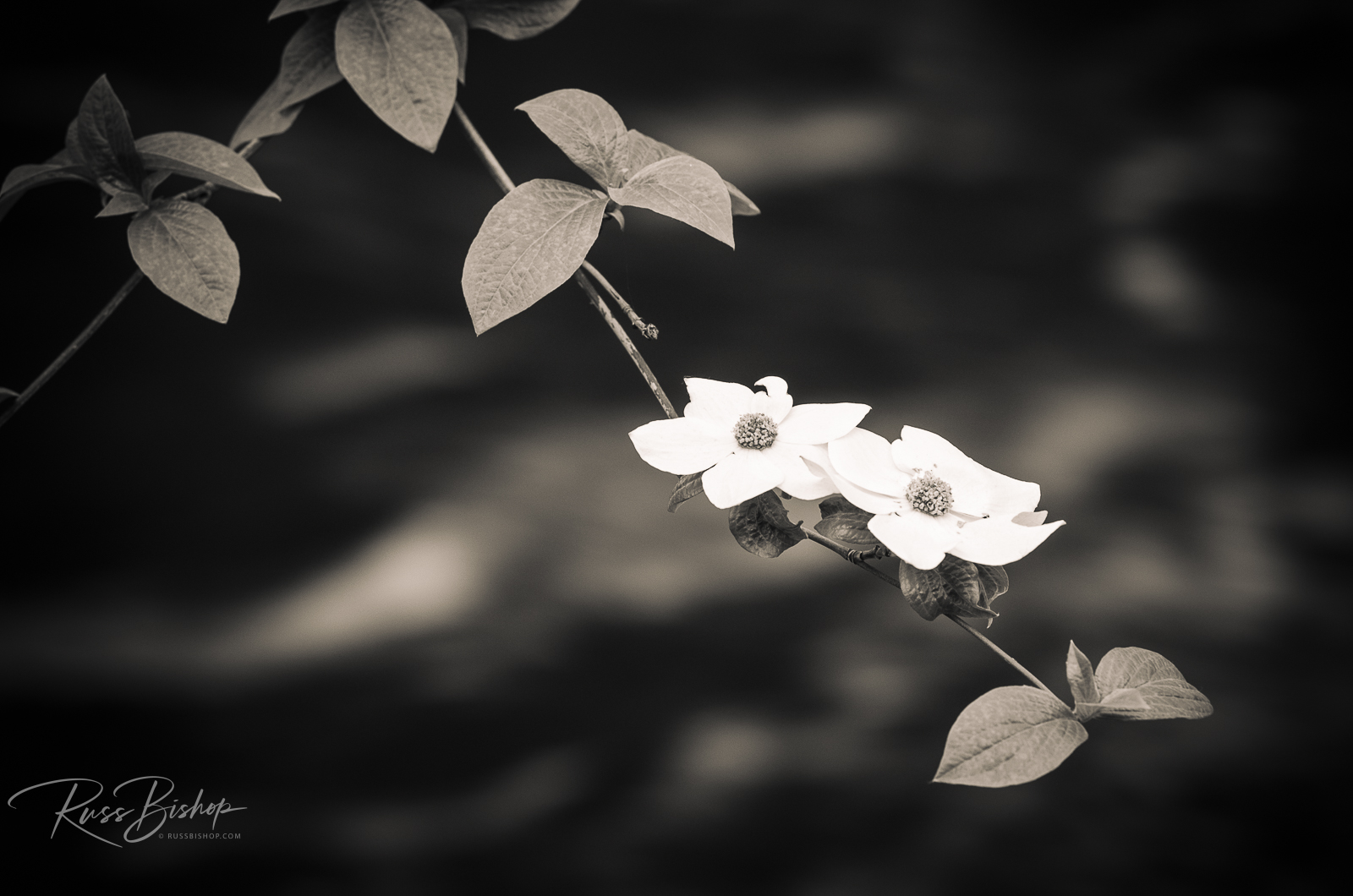 The World of Light & Shadow. Mountain Dogwood above the Merced River, Yosemite National Park, California