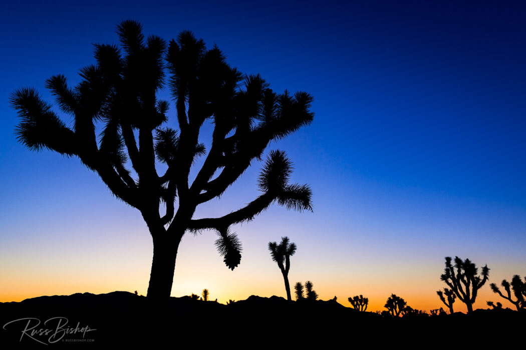 2022 - The Year in Pictures. Joshua trees at sunset, Joshua Tree National Park, California