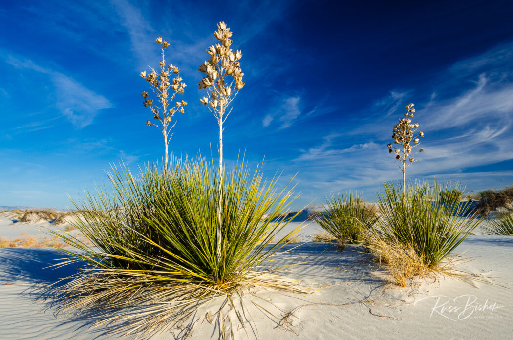 2022 - The Year in Pictures. Soaptree Yucca (Yucca elata) and dunes, White Sands National Park, New Mexico USA