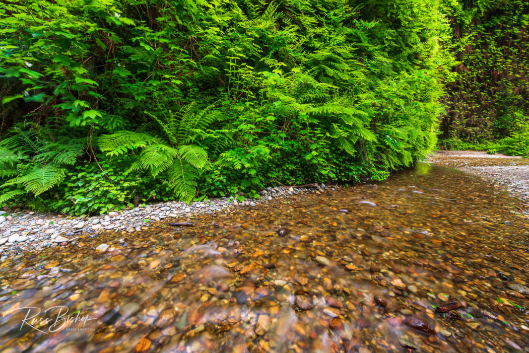 2022 - The Year in Pictures. Fern Canyon, Prairie Creek Redwoods State Park, California