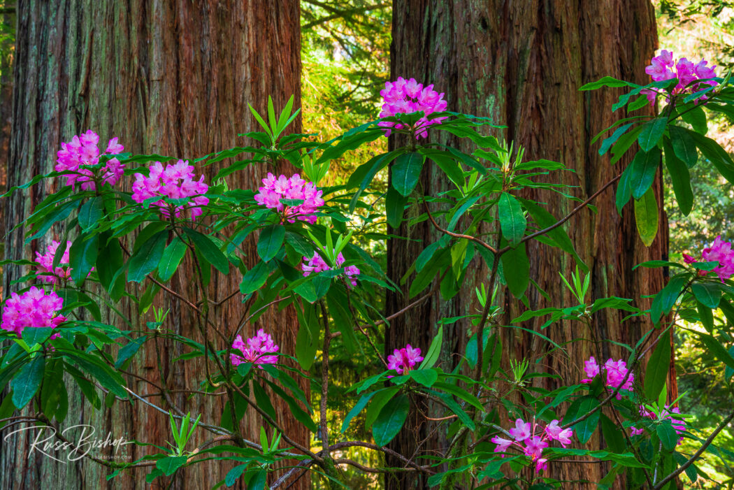 2022 - The Year in Pictures. Rhododendron, Redwood National Park, California