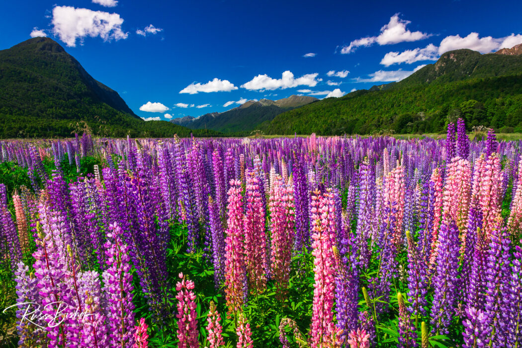 2022 - The Year in Pictures. Spring lupine in Eglinton Valley, Fiordland National Park, New Zealand