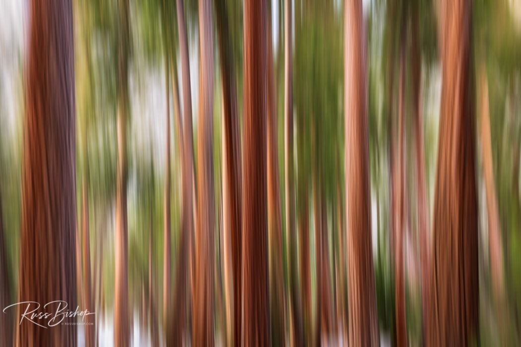 2023 - The Year in Pictures. Forest abstract, Yosemite National Park, California USA