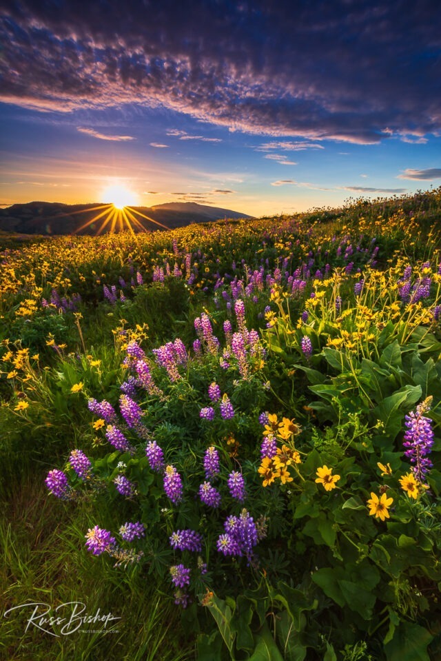 2023 - The Year in Pictures. Wildflowers at Tom McCall Preserve, Columbia River Gorge National Scenic Area, Oregon USA
