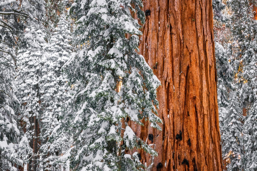 2023 - The Year in Pictures. Giant Sequoia in the Congress Grove in winter, Giant Forest, Sequoia National Park, California USA