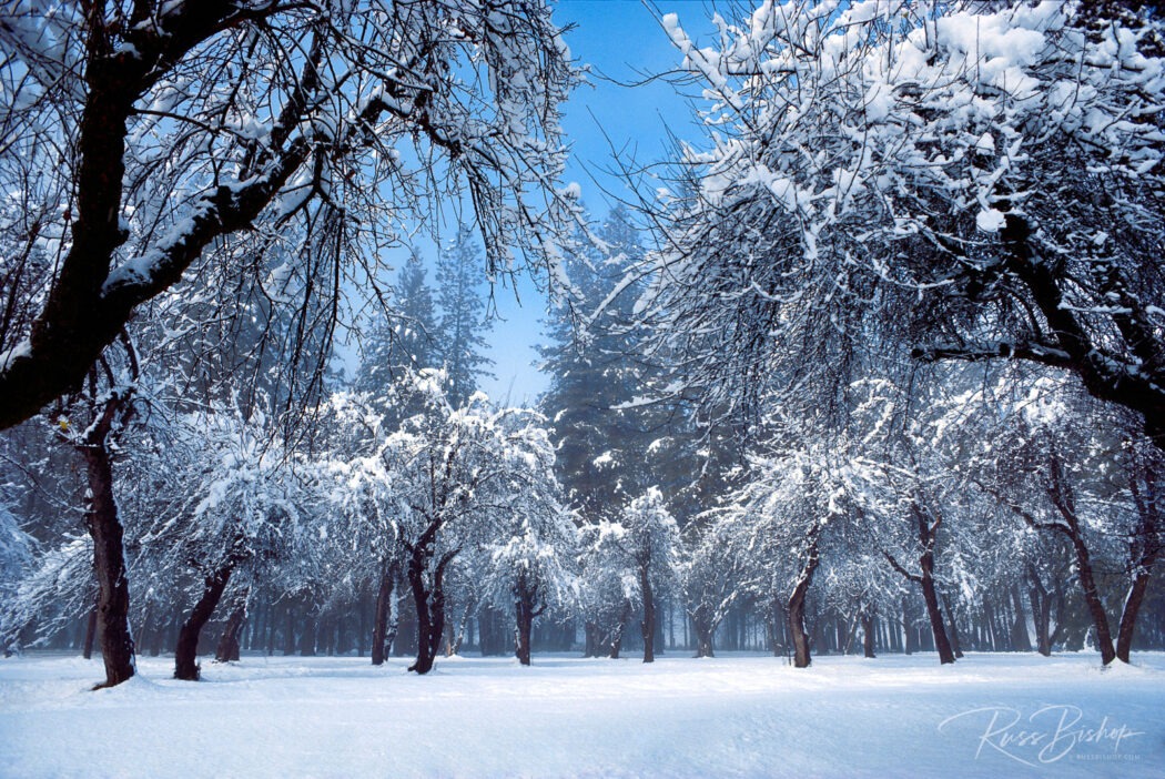 Snow dusted apple orchard and pines, Yosemite National Park, California USA