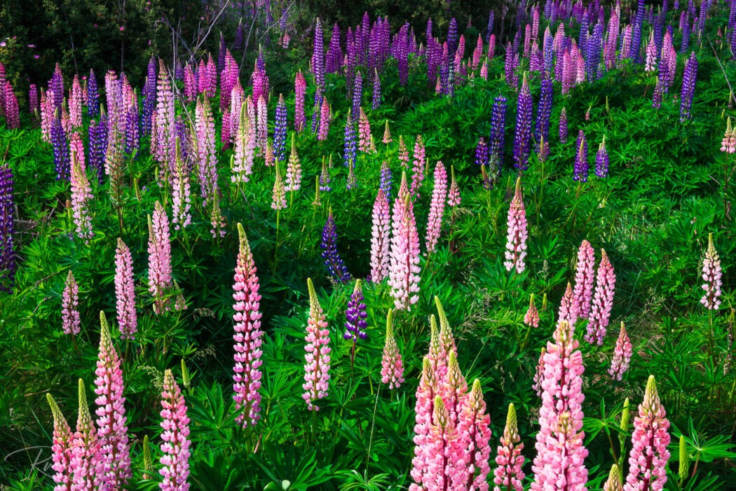 2024 - The Year in Pictures Lupine near Lindis Valley, Otago, South Island, New Zealand