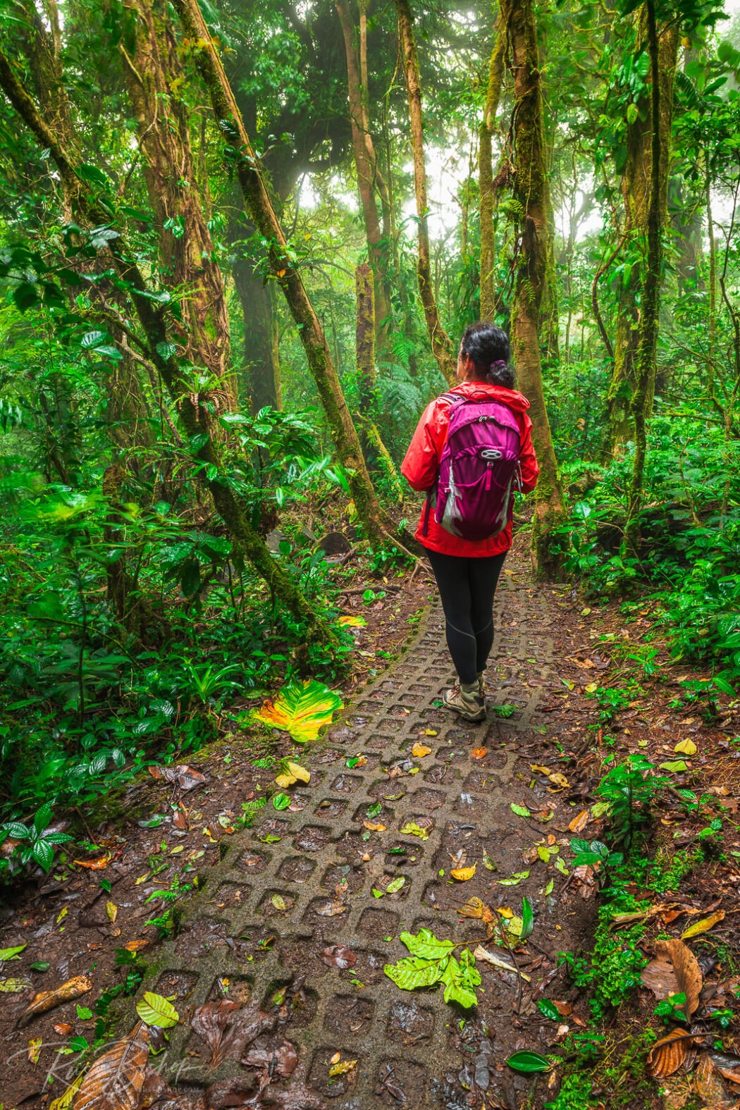 2024 - The Year in Pictures Hiker exploring the Monte Verde Cloud Forest Preserve, Costa Rica