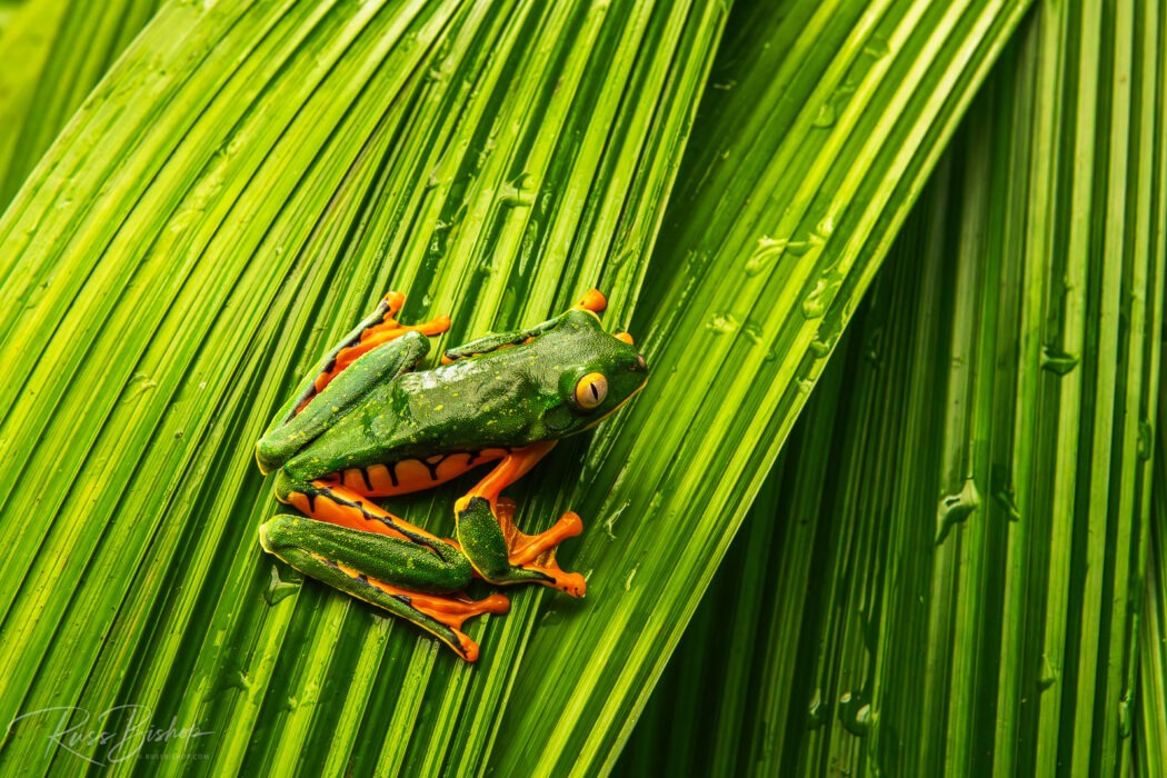 2024 - The Year in Pictures Yellow-eyed tree frog, La Paz Waterfall Gardens, Alajuela Province, Costa Rica