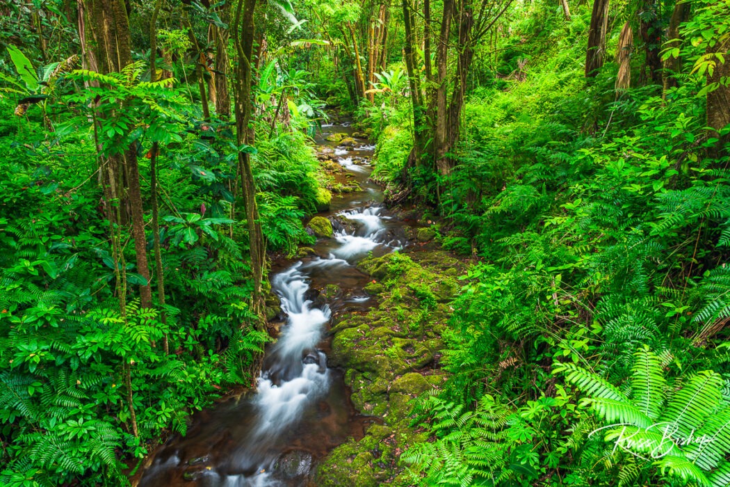 2025 - The Year in Pictures. Jungle stream on the Hamakua Coast, The Big Island, Hawaii USA
