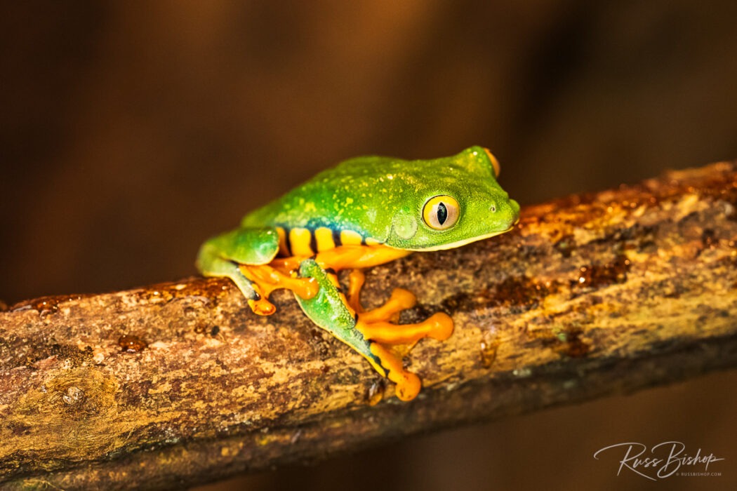 2025 - The Year in Pictures. Splendid Leaf Frog (Agalychnis calcarifer), La Paz Waterfall Gardens, Costa Rica