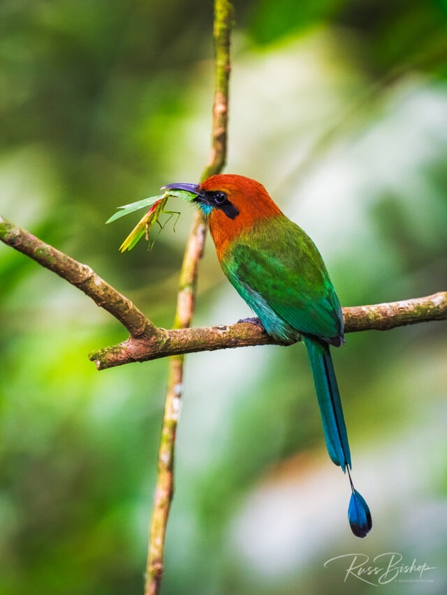 2025 - The Year in Pictures. Motmot bird (Momotidae) eating a praying mantas, Arenal Volcano National Park, Costa Rica